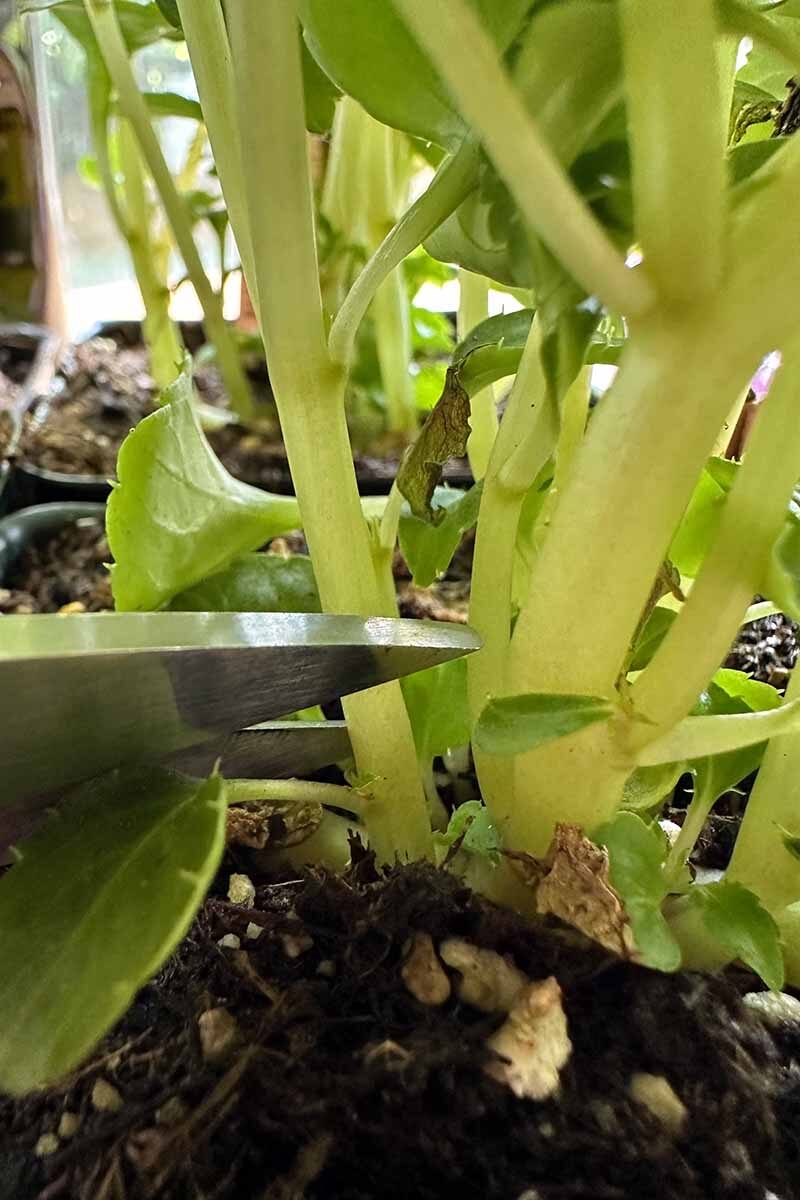 african impatiens stem cuttings rooting