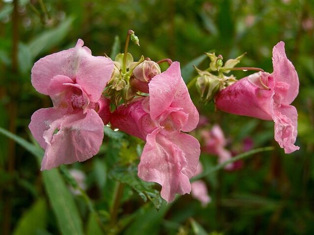 african impatiens pinching stem
