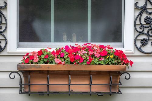 impatiens full bloom window box