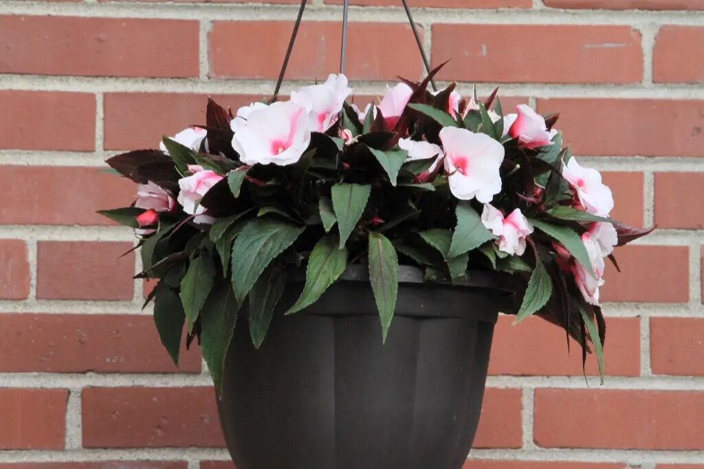 african impatiens watering pot edge