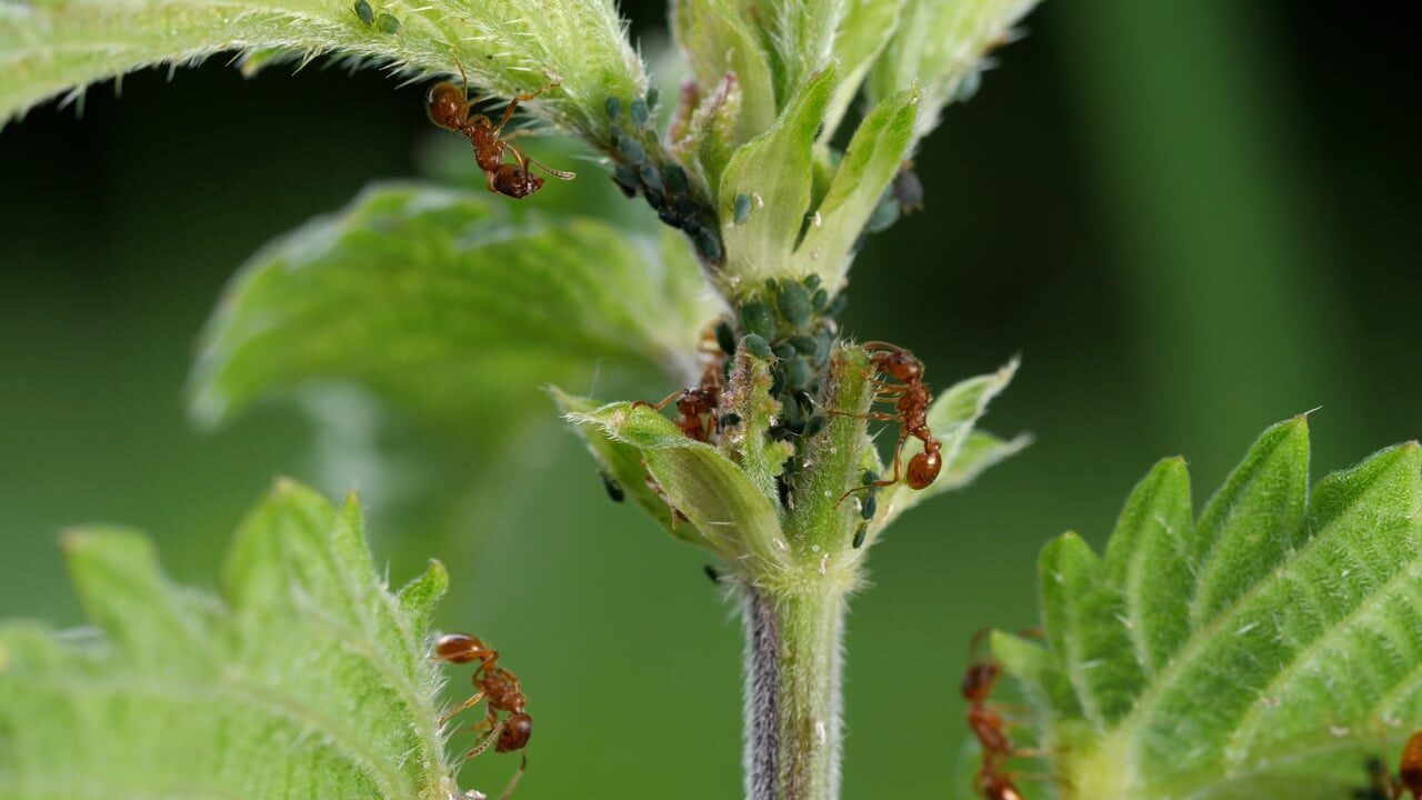 african impatiens aphids close-up