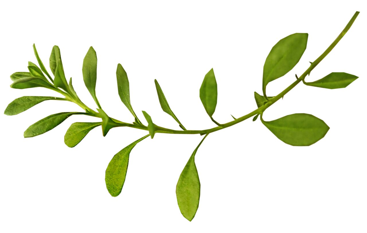 impatiens leaves stem close-up