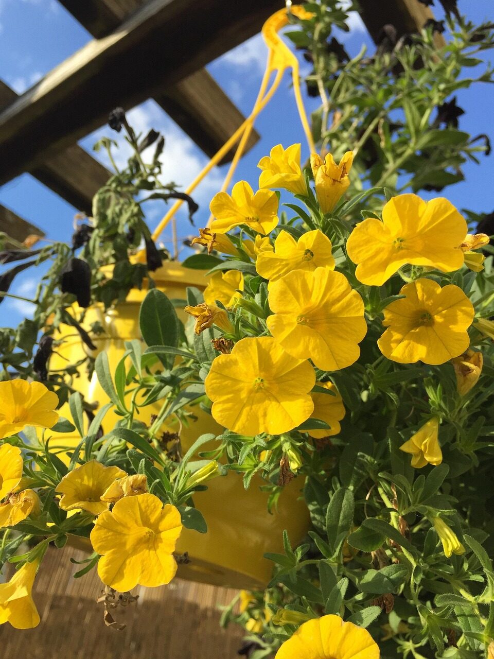 african impatiens round hanging basket