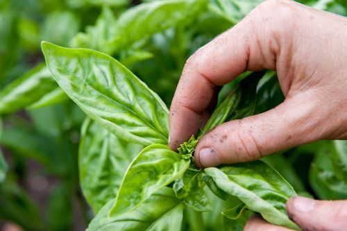 impatiens pinching tips hand