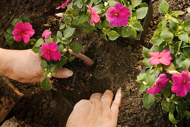 impatiens potting mix perlite