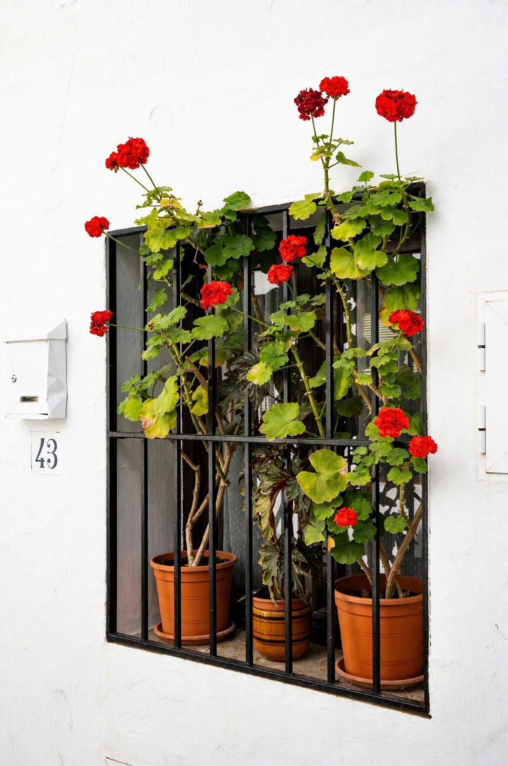 impatiens window box arrangement
