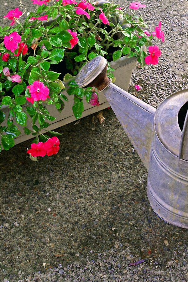 impatiens watering at soil