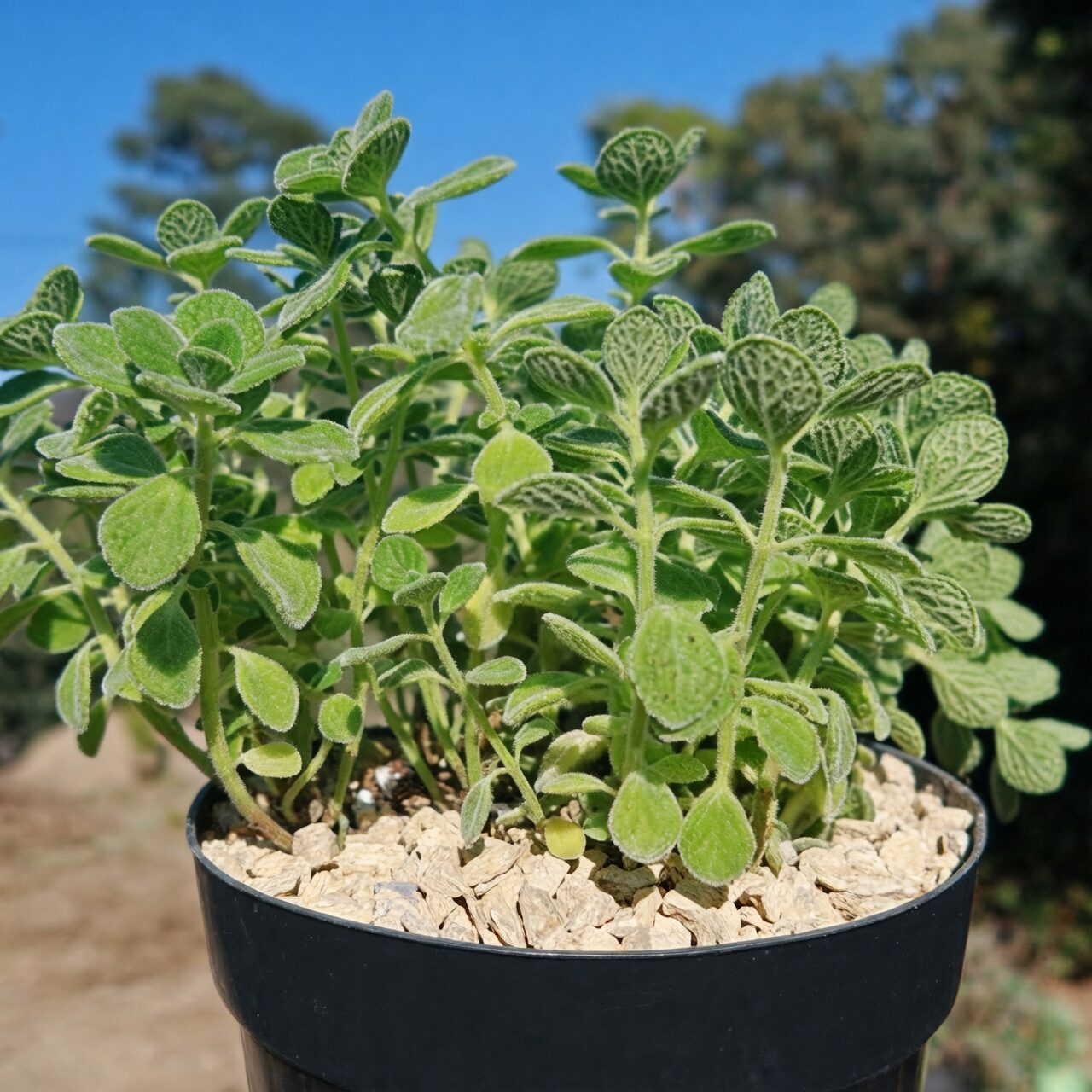 Vicks plant thin leaves low light