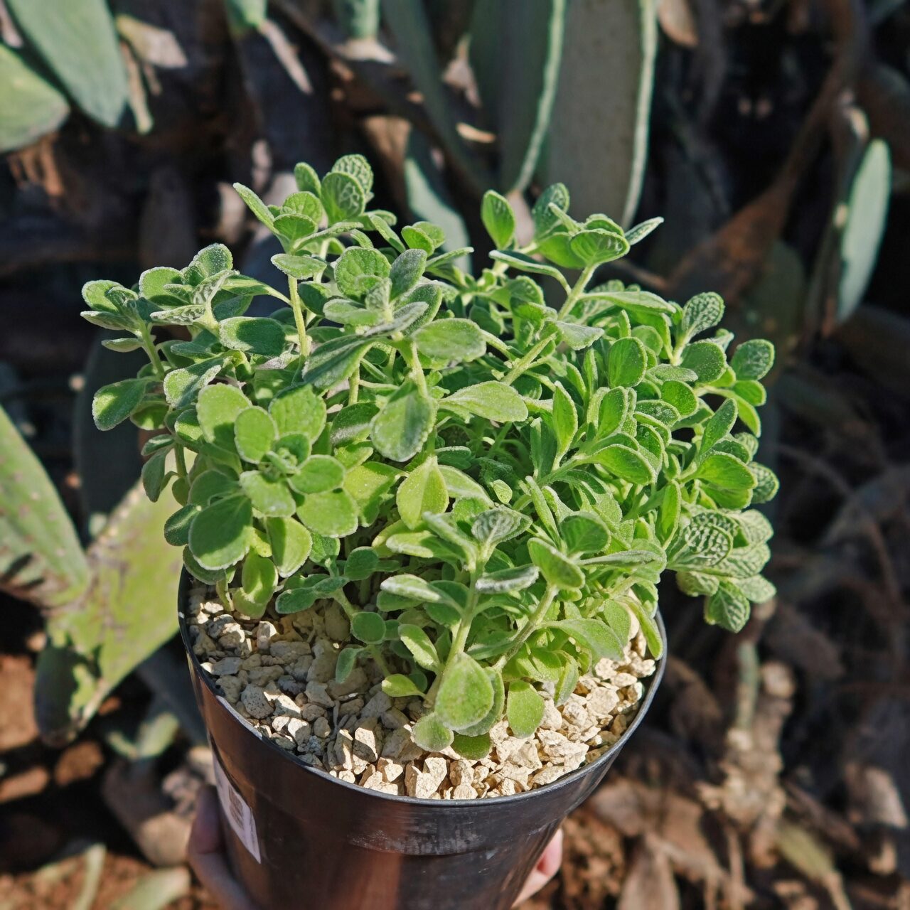 vicks plant rocky slope sun