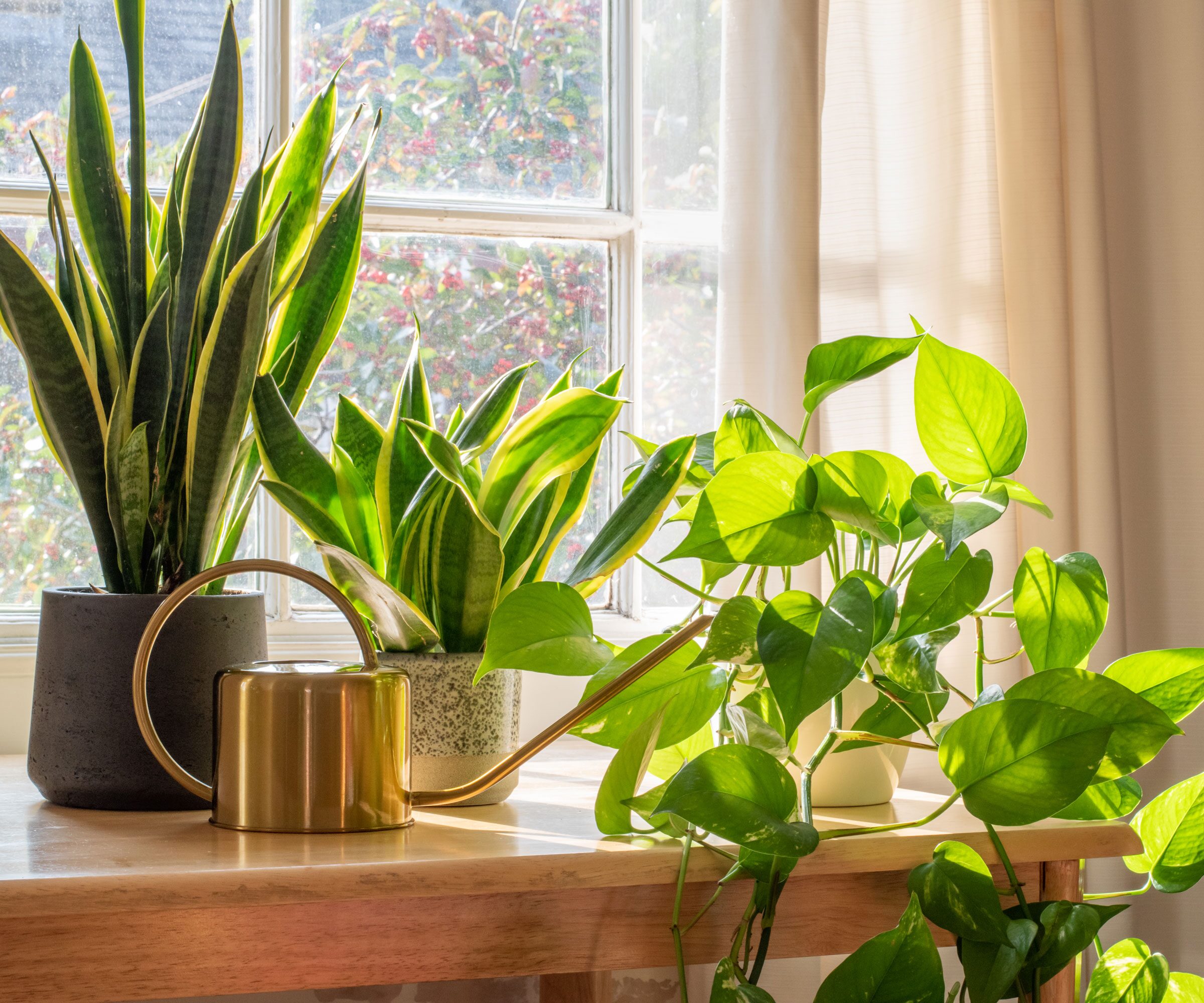 vicks plant watering pot edge
