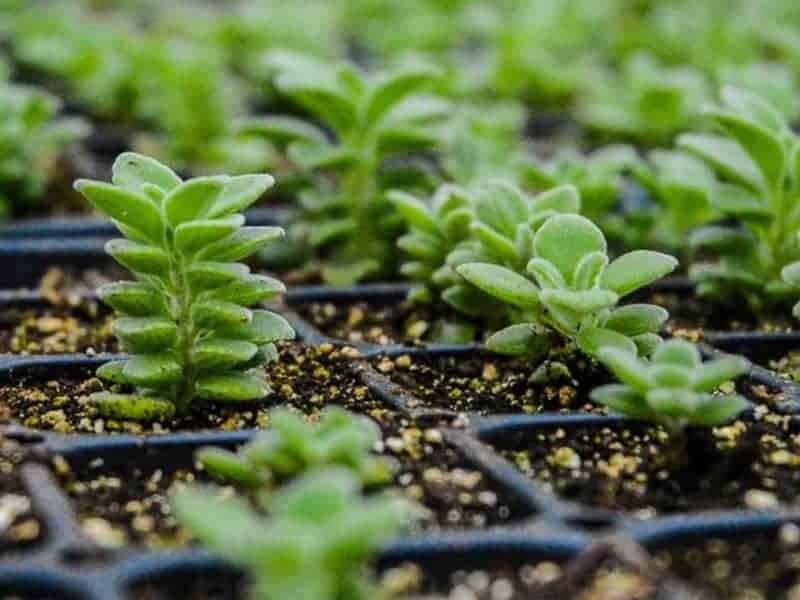 vicks plant water cuttings roots