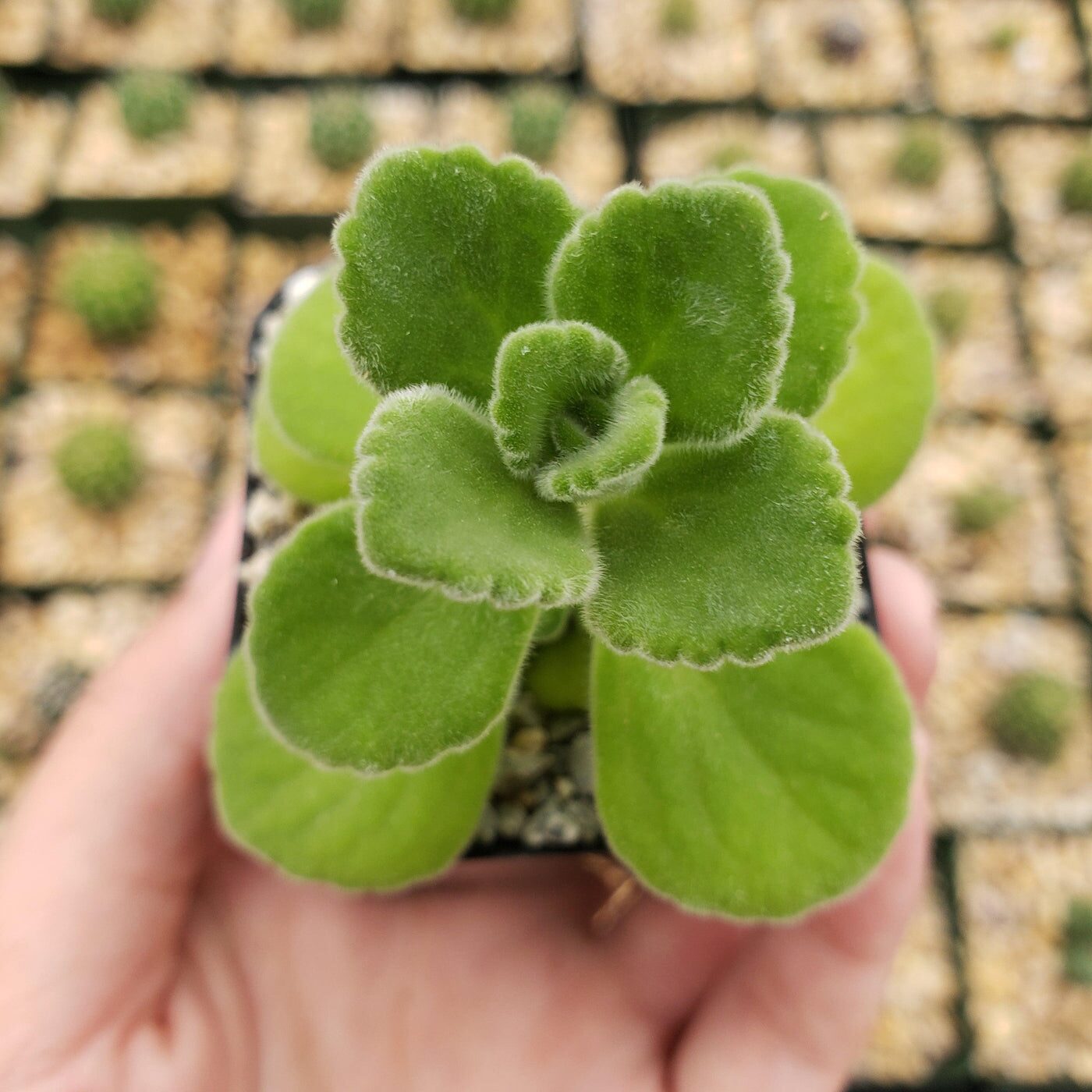 vicks plant hand touching leaf