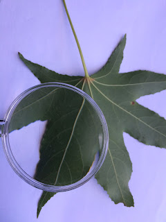 vicks plant magnifying glass leaf