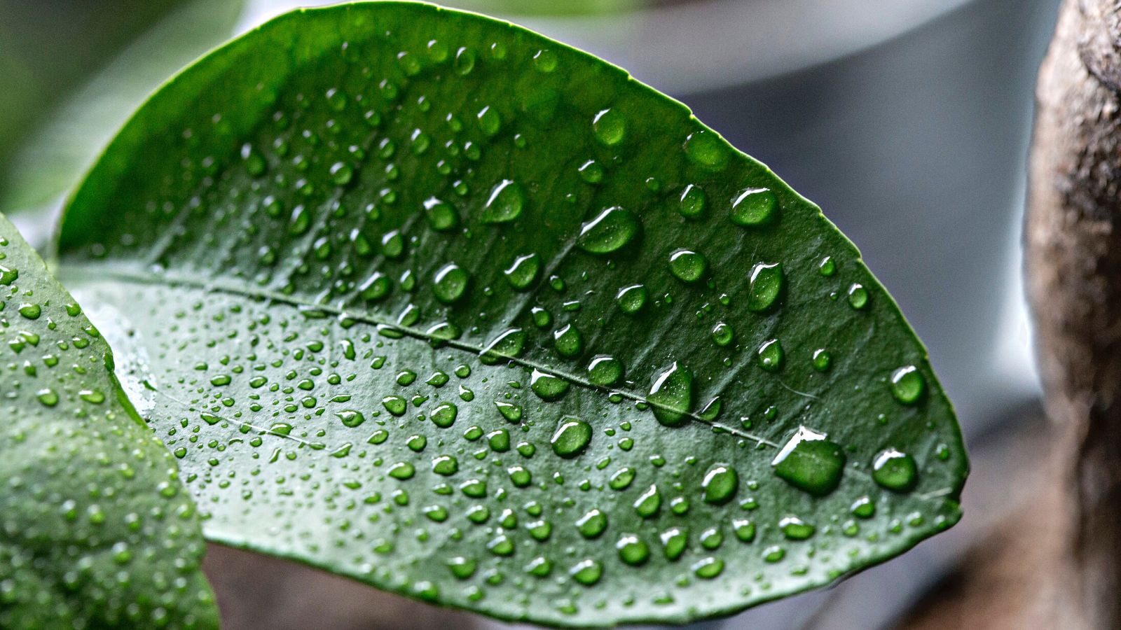 vicks plant leaf water droplets