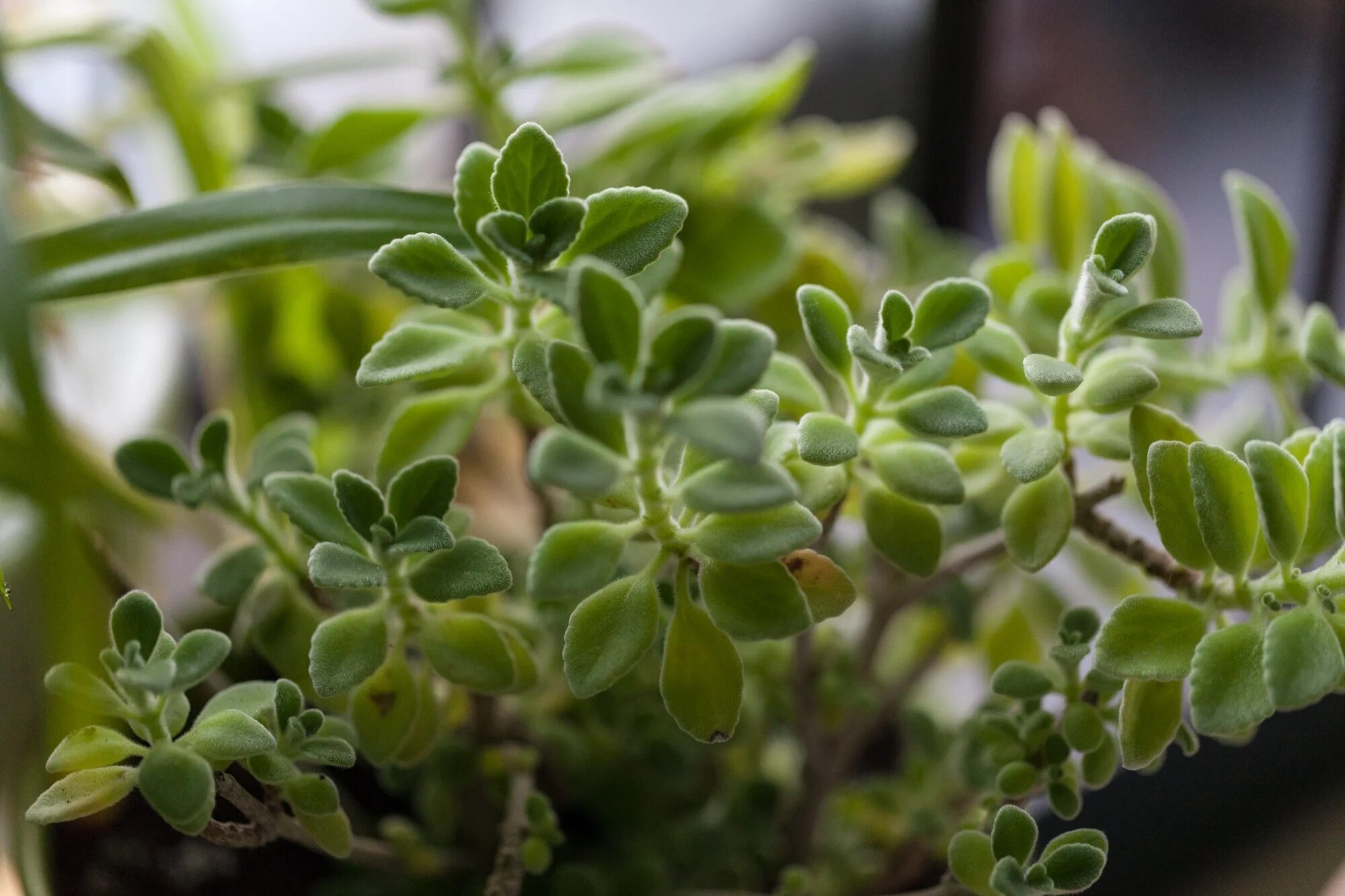 vicks plant bushy potted windowsill
