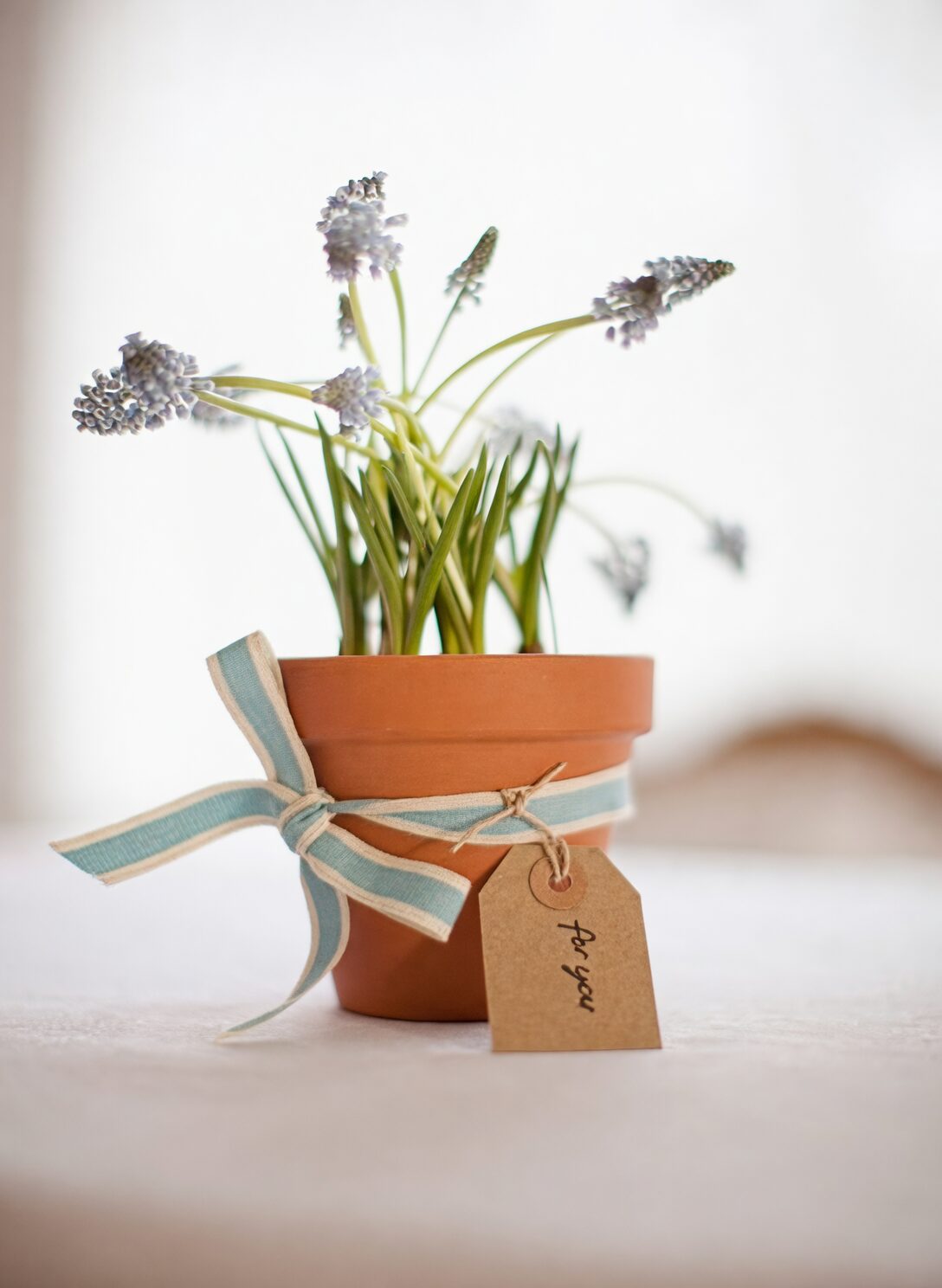 vicks plant gift ribbon pot