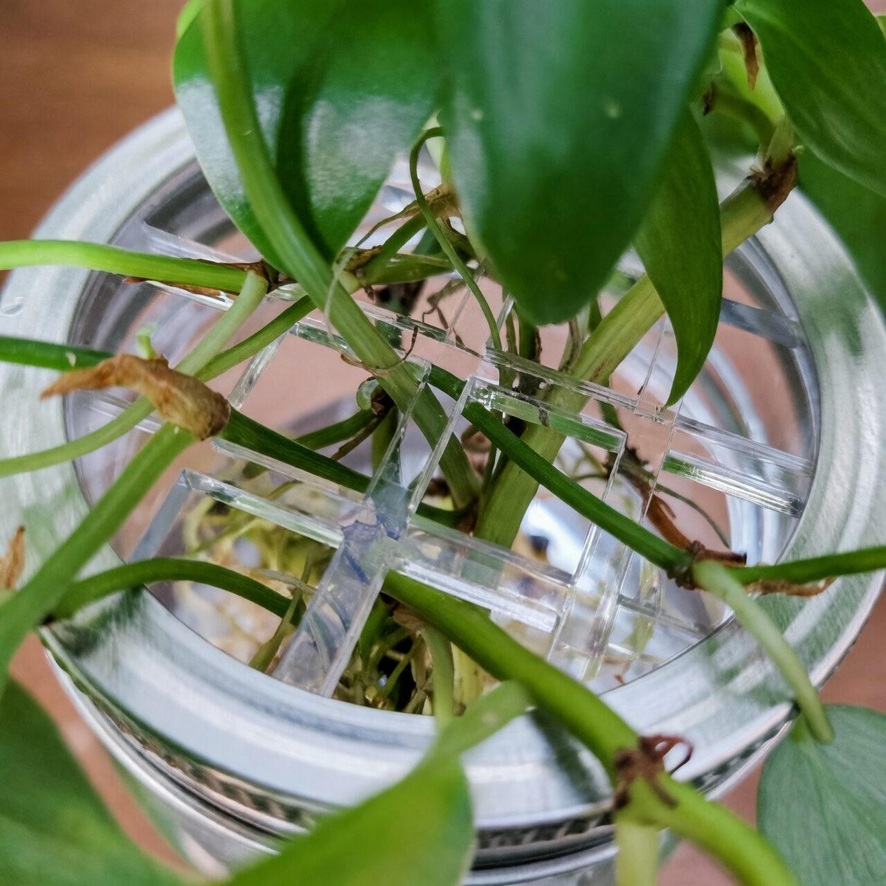 vicks plant water propagation jar