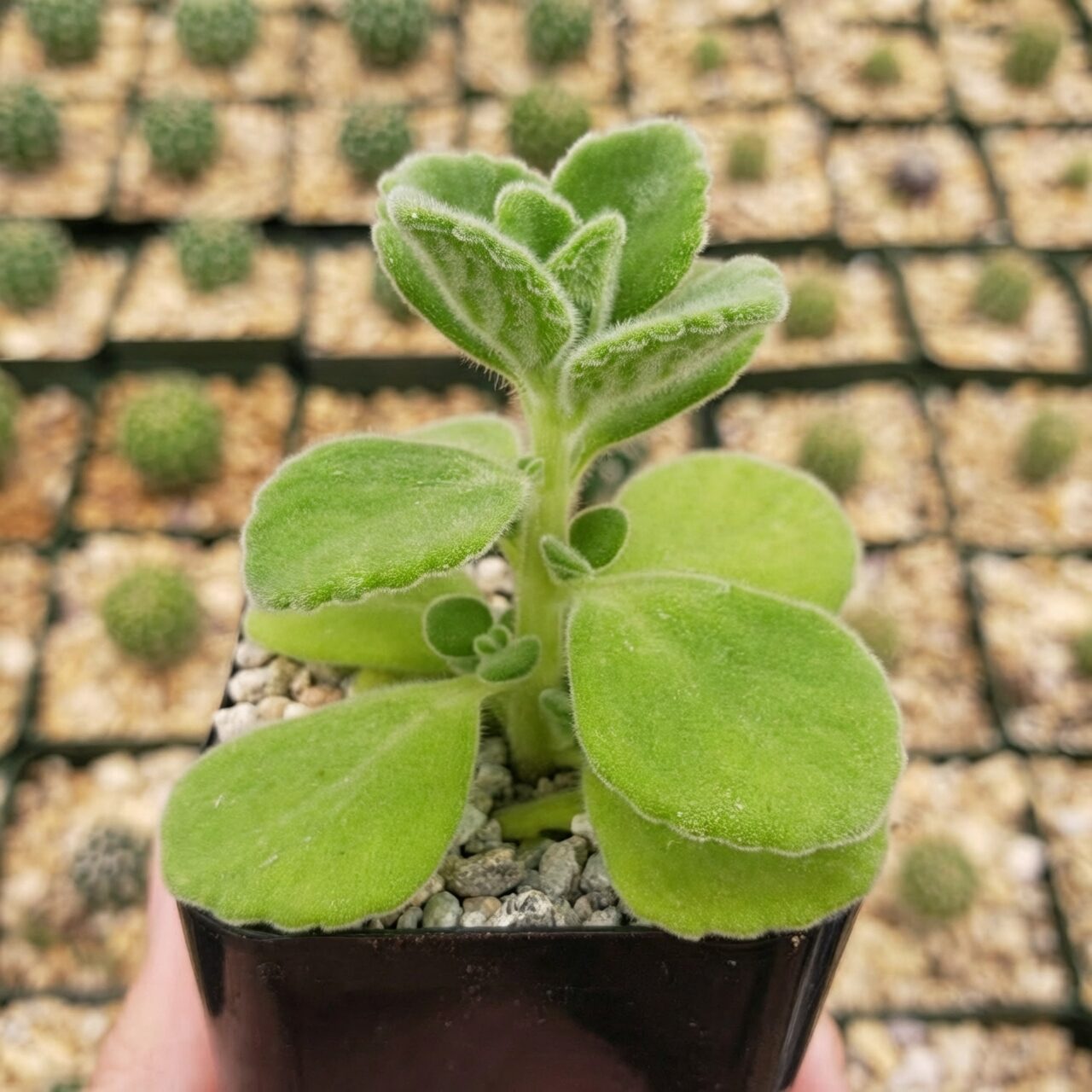 vicks plant leaf close-up hand