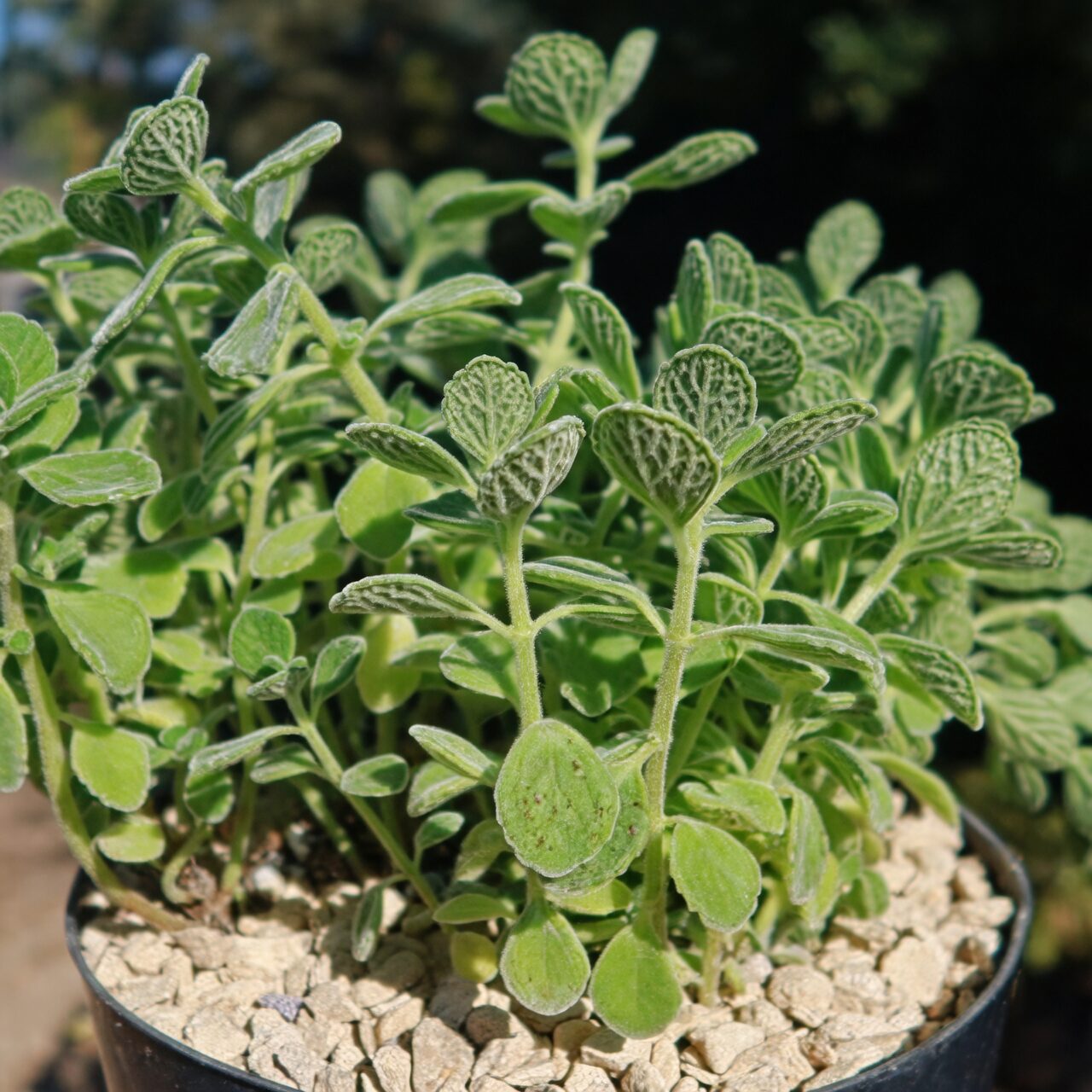 vicks plant potting soil close-up