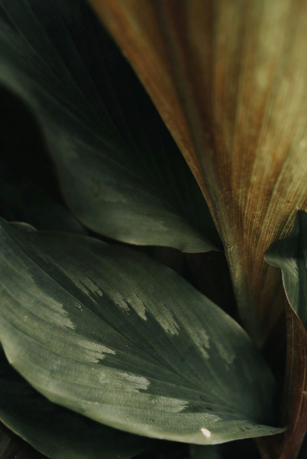 vicks plant fuzzy leaves close-up