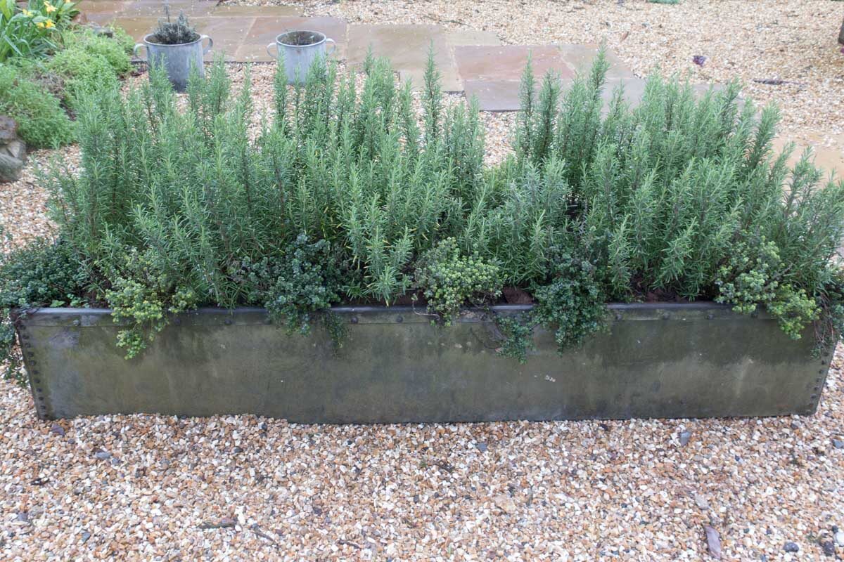 vicks plant with rosemary and mint planter