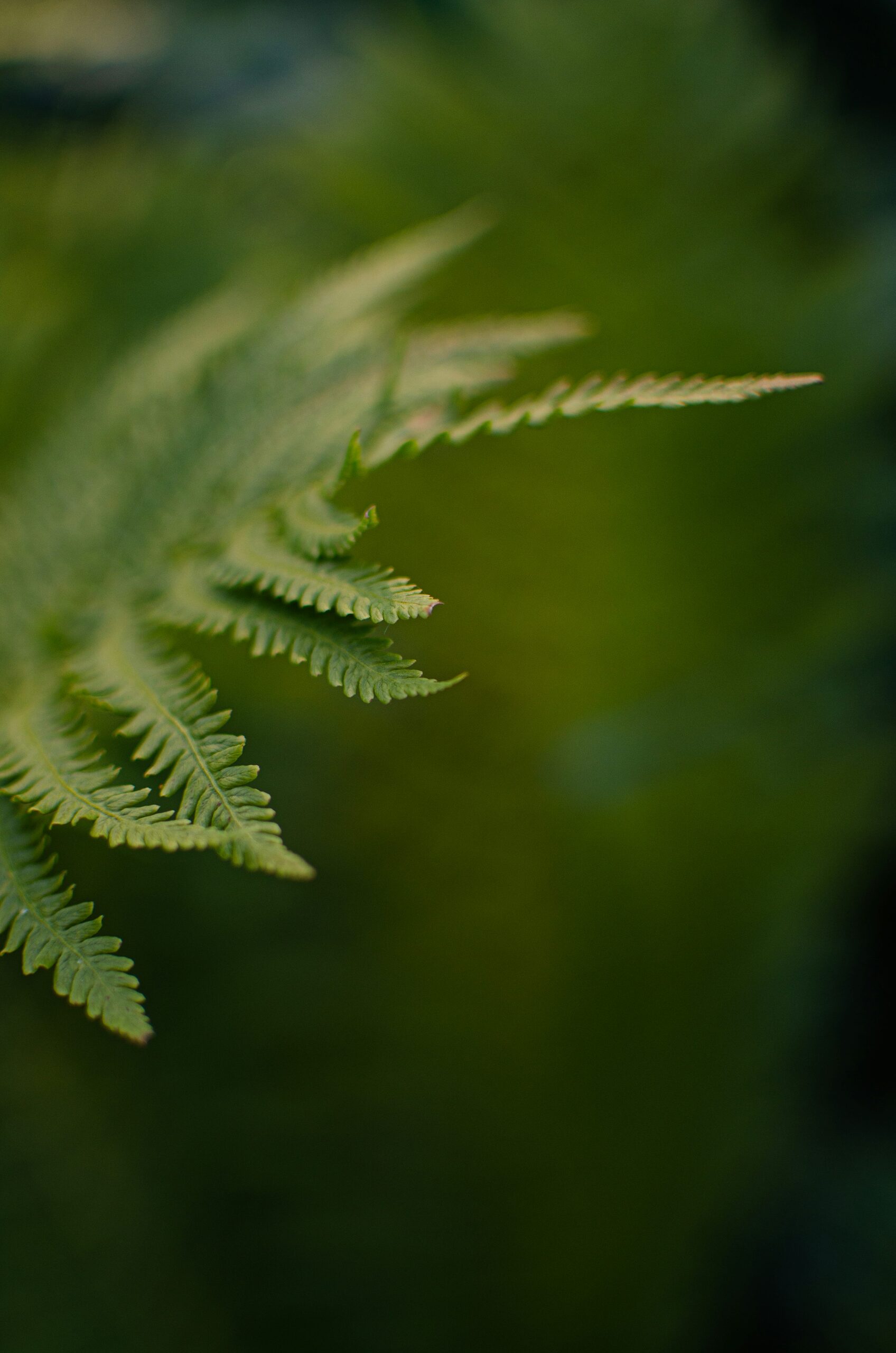 vicks plant leaf close-up