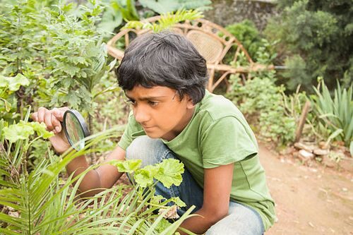 child magnifying glass vicks plant