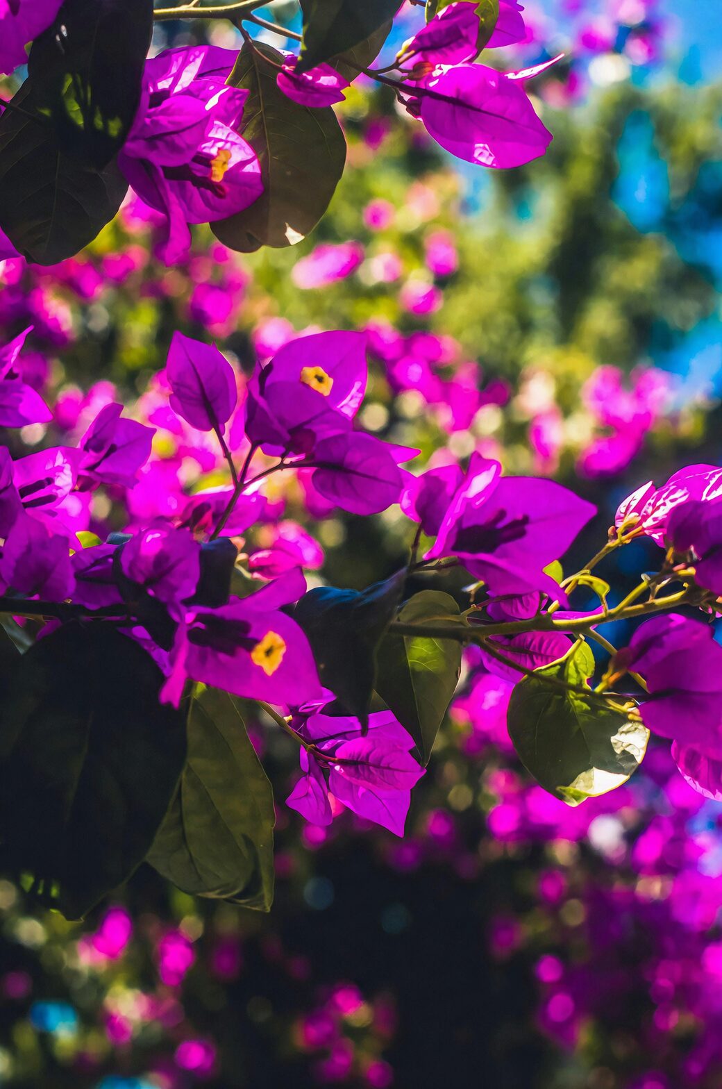 bougainvillea bracts macro three flowers