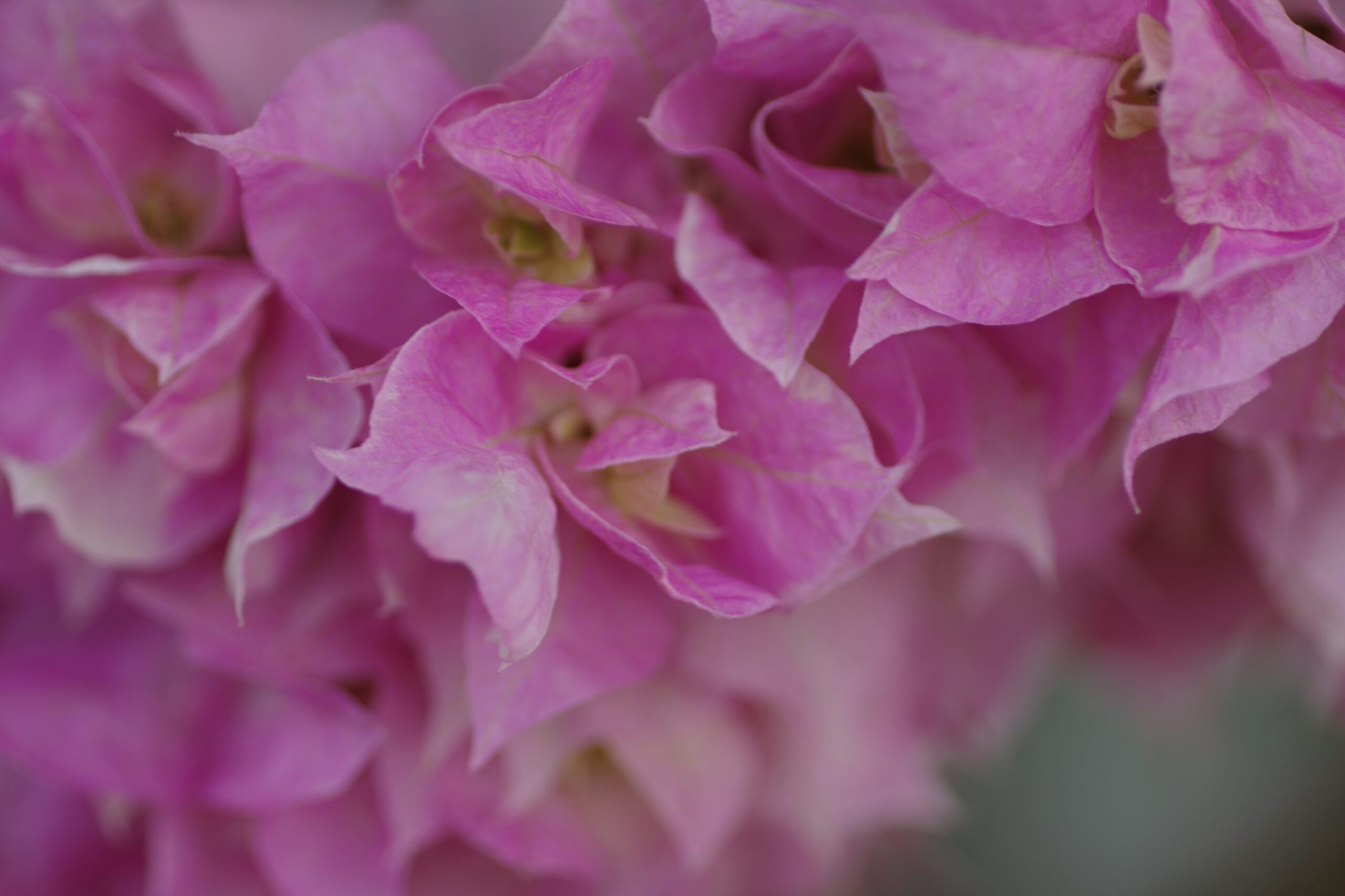 bougainvillea bracts flower close-up
