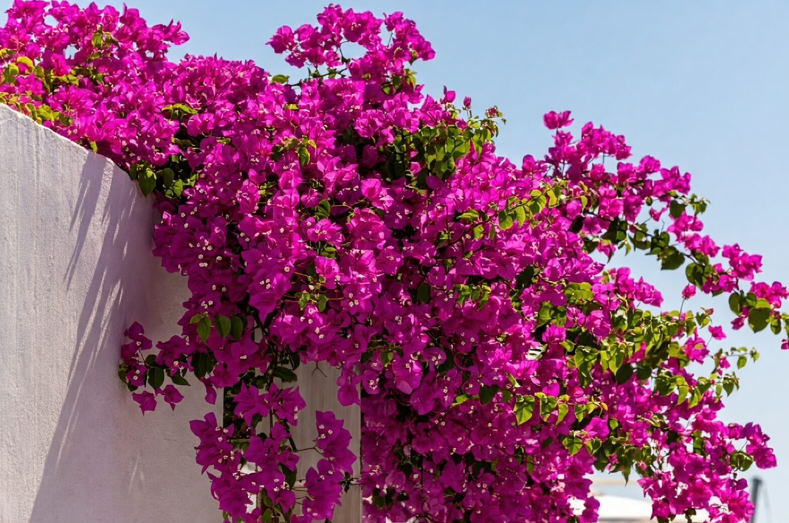 red bougainvillea silver foliage succulents