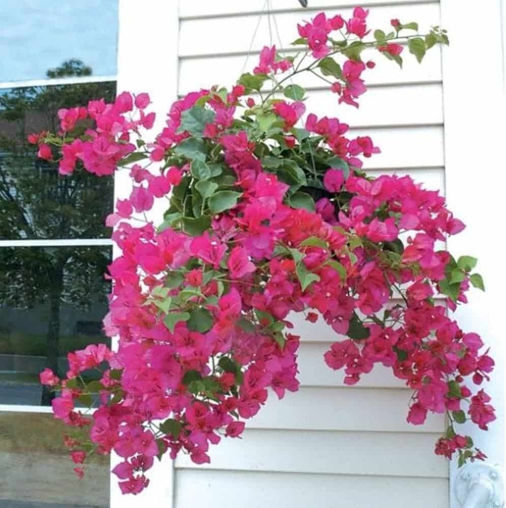 pink bougainvillea balcony planter