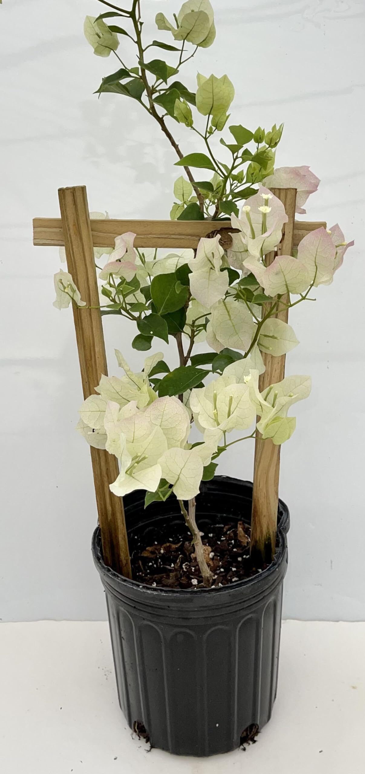 white bougainvillea with boxwood