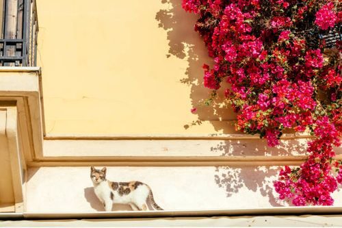 bougainvillea balcony high shelf cat