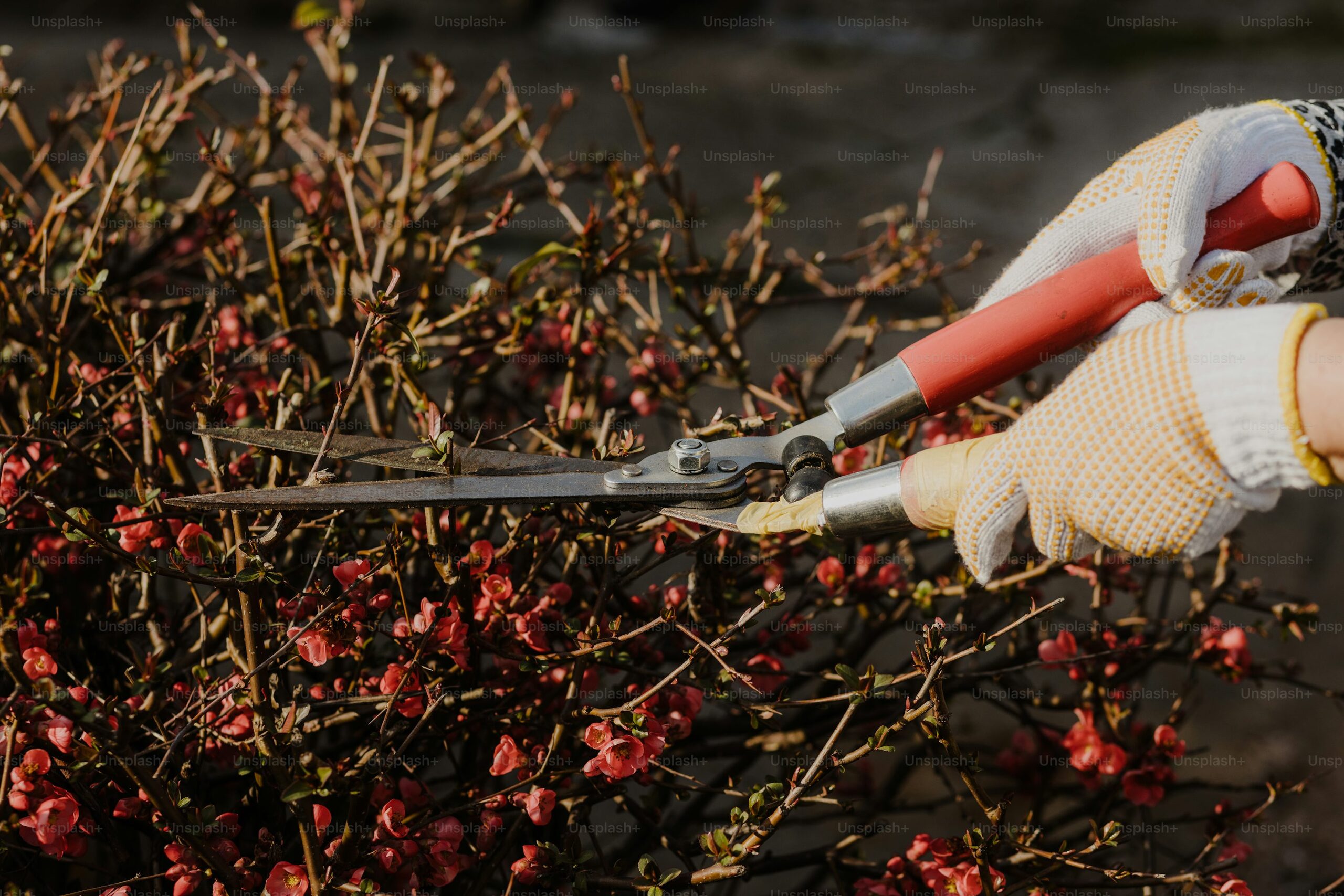 bougainvillea pruning gloves shears