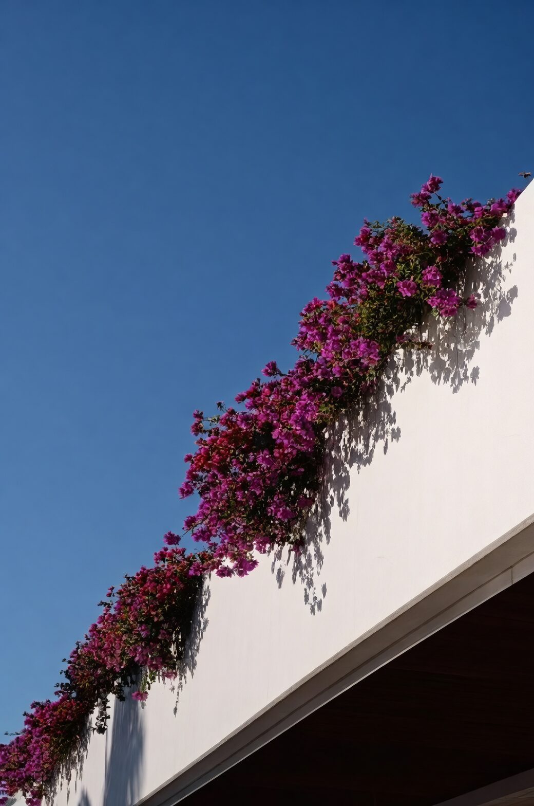 叶子花家族图鉴：Bougainvillea glabra vs. 杂交三角梅×buttiana 怎么选？