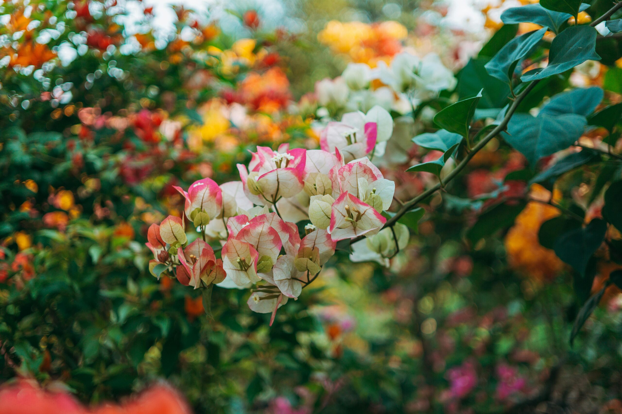 bougainvillea flower bracts close-up
