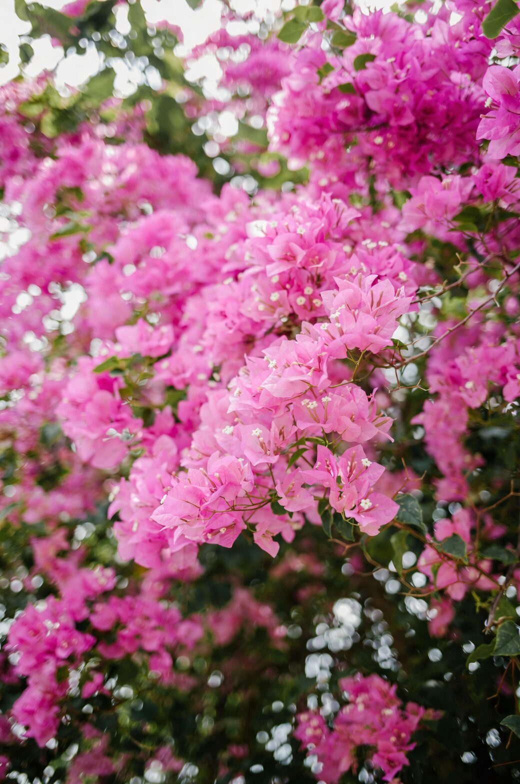 Bougainvillea glabra papery bracts