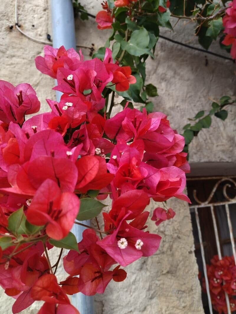 Bougainvillea buttiana double bracts
