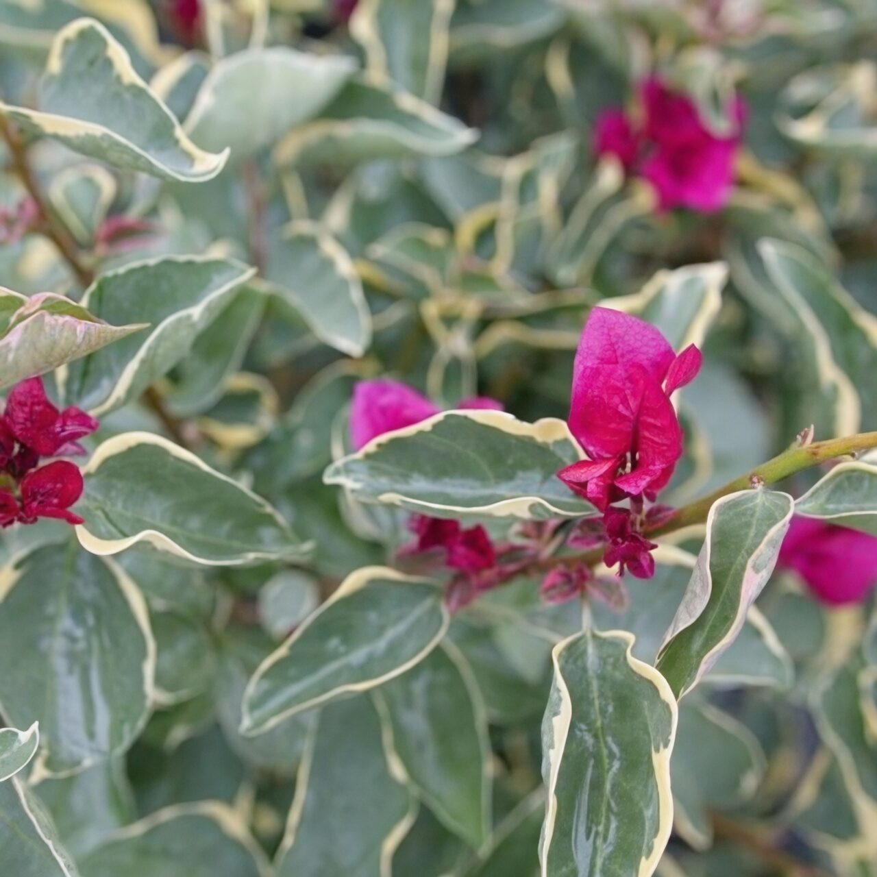 bougainvillea variegated leaves close-up