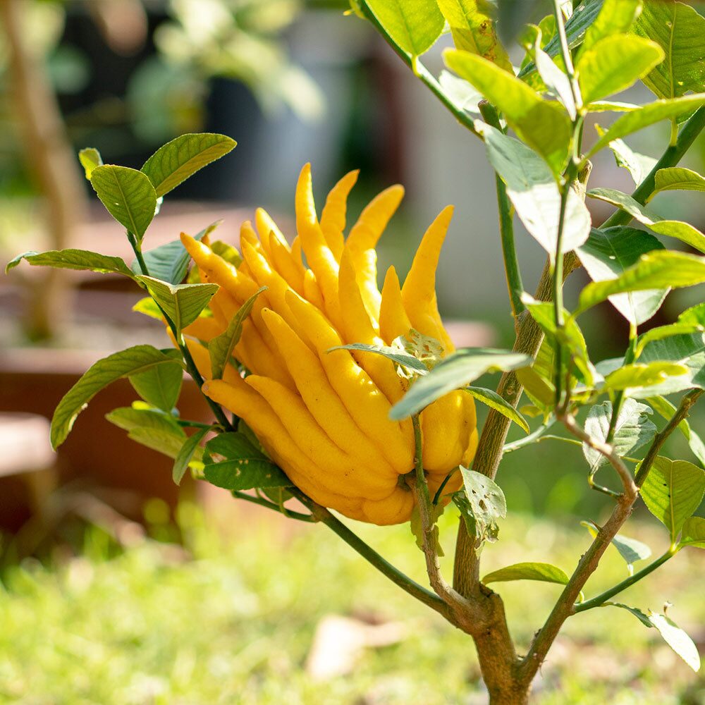 buddha's hand citron pot drainage