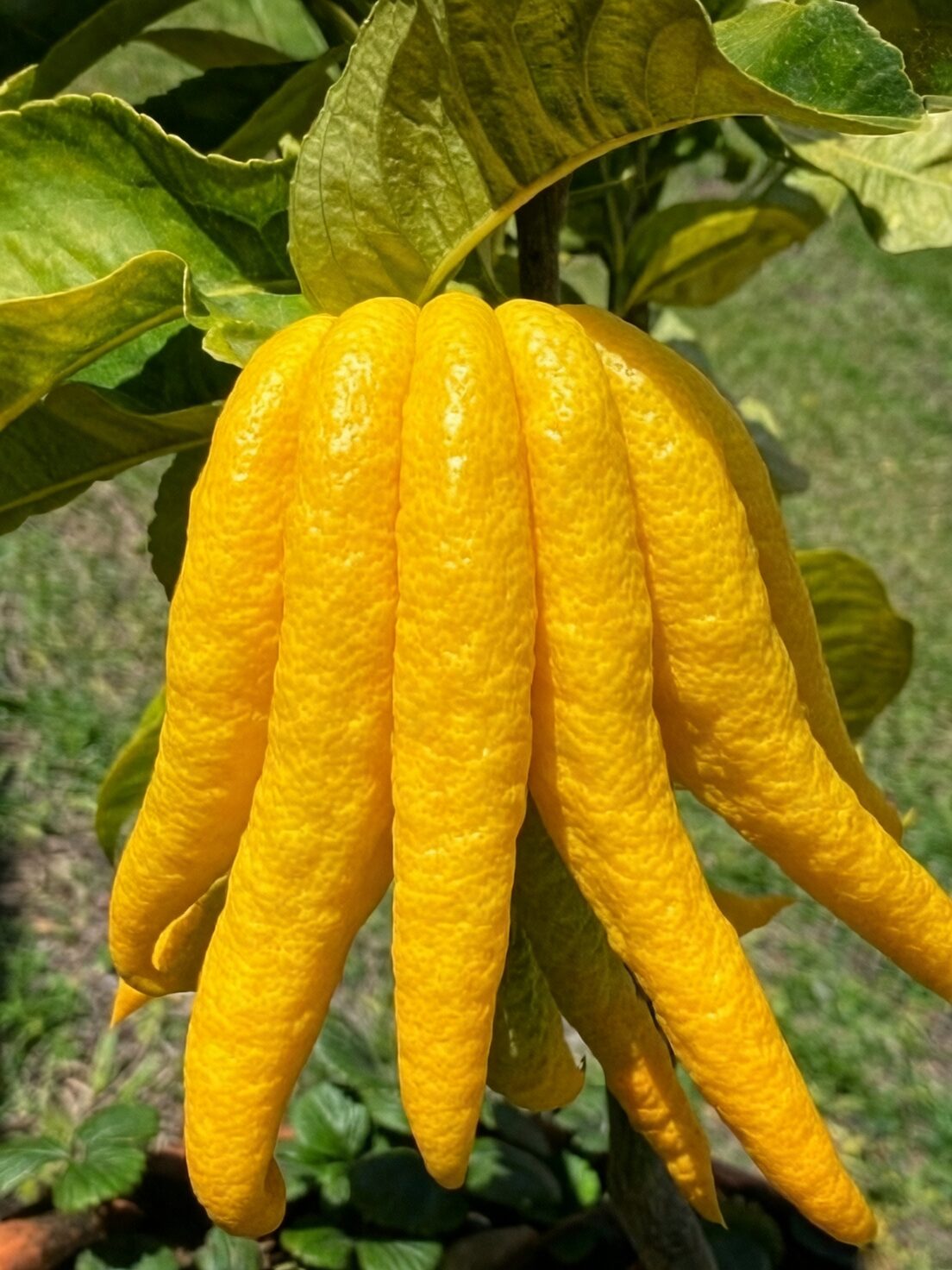 buddha's hand citron south window winter