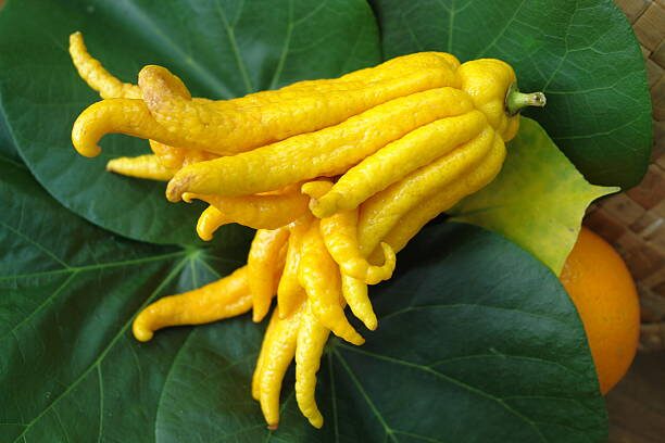 buddha's hand citron deep watering