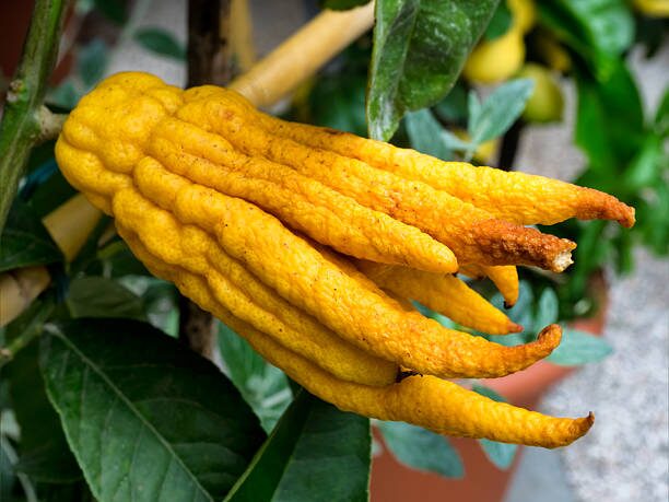 buddha's hand citron scale insects stem
