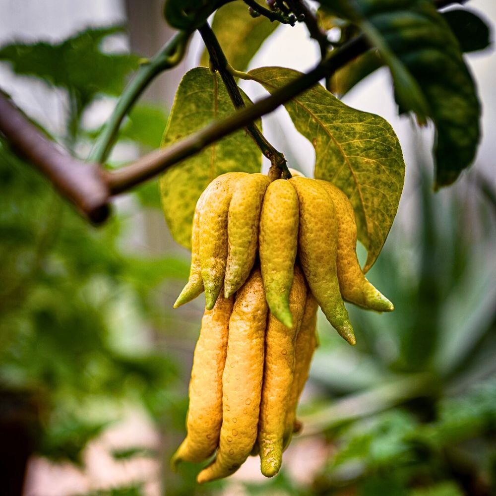 buddha's hand citron fruit close up