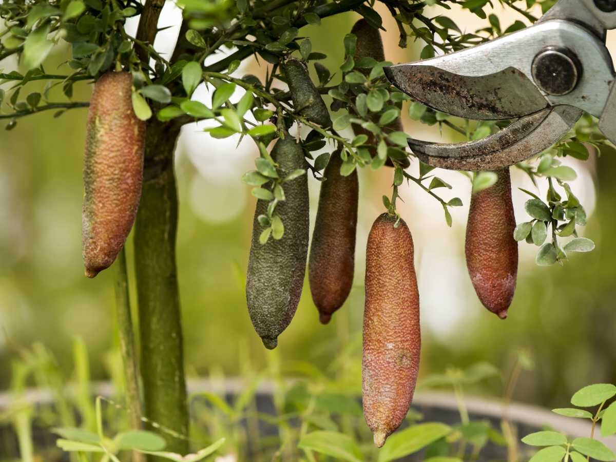 buddha's hand citron pruning shears