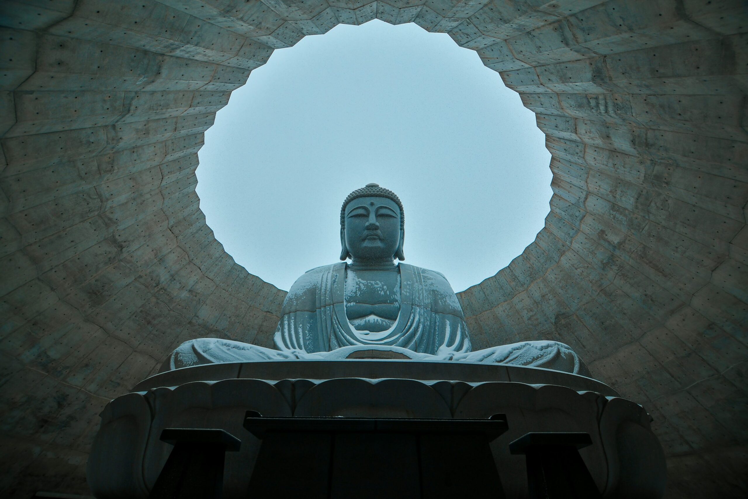 buddha's hand citrus morning light window