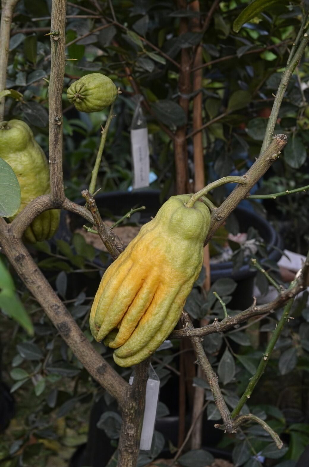 buddha's hand citrus fruit close-up