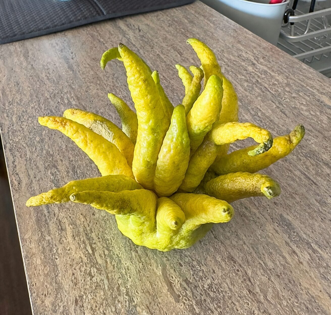 buddha's hand grafting wedge cut