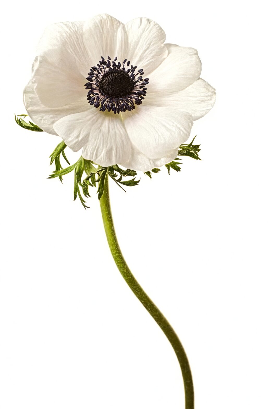 anemone coronaria black center white flower