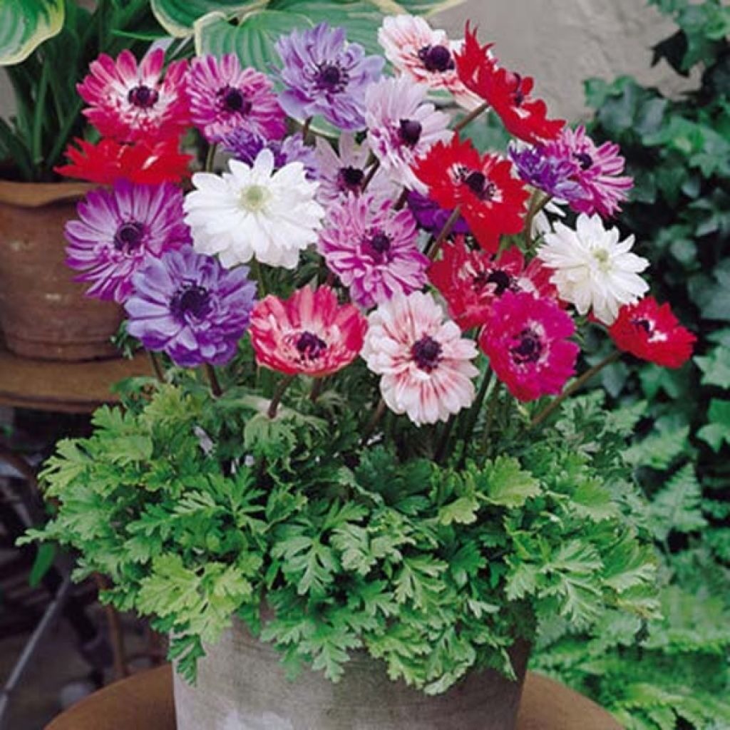 anemone coronaria de caen st brigid